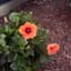 Little_Rose