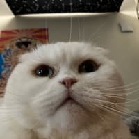 meegannn