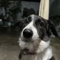 Kona