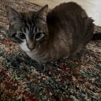 Shy Nofrey