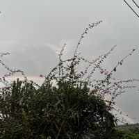 Saya Ayoklar