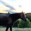 equestriangirl